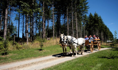 Wagon / Carriage Rides